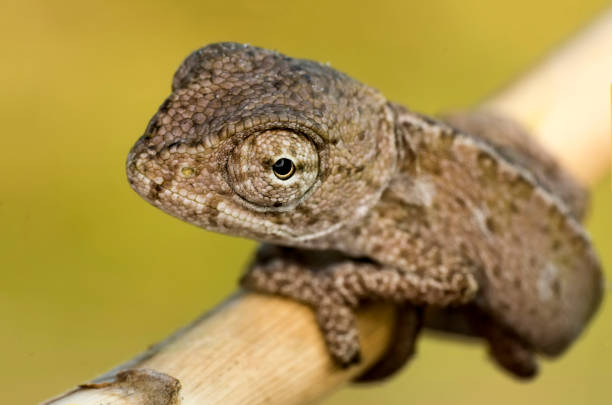 istock Beautiful nature scene baby green chameleon 1269659743
