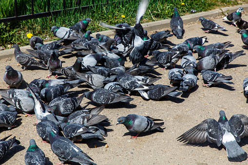 A flock of pigeons on the path in the Park.