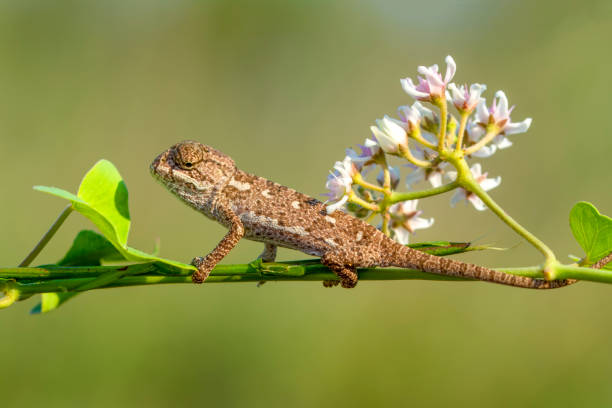 美しい自然シーン赤ちゃんグリーンカメレオン - lizard reptile branch textured ストックフォトと画像