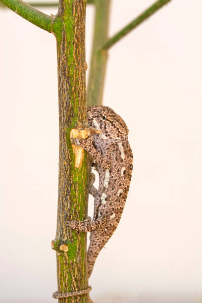 美しい自然シーン赤ちゃんグリーンカメレオン - lizard reptile branch textured ストックフォトと画像