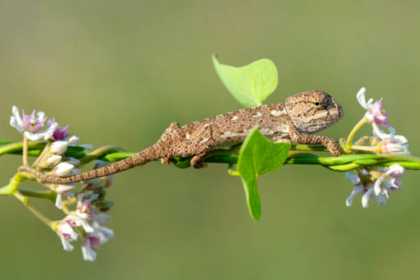 美しい自然シーン赤ちゃんグリーンカメレオン - lizard reptile branch textured ストックフォトと画像