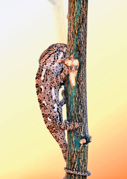 istock Beautiful nature scene baby green chameleon 1269660989