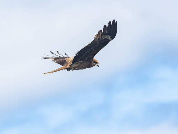 istock Black-eared kite in flight near Enoshima, Japan 5 1269661365