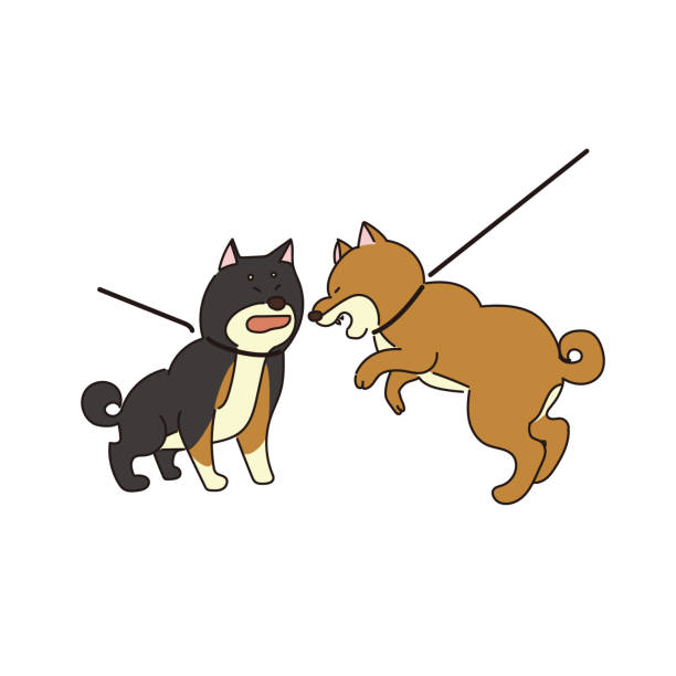 Two Shiba Inu fighting Two Shiba Inu fighting angry dog barking cartoon stock illustrations
