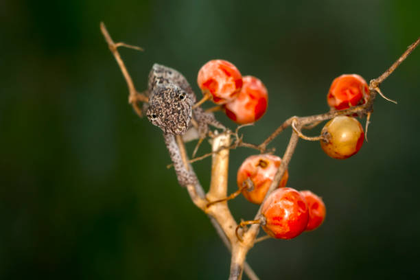 istock Beautiful nature scene baby green chameleon 1269664385