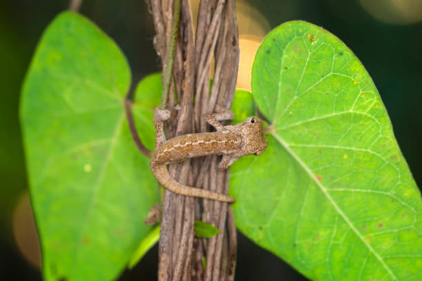 美しい自然シーン赤ちゃんグリーンカメレオン - lizard reptile branch textured ストックフォトと画像