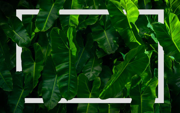 istock Philodendron imbe plant background with White frame, Flat lay, Nature concept 1269665234