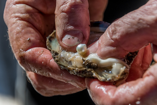 A cultured pearl straight out of the oyster shell in an open hand at Mooney Mooney, NSW, Australia