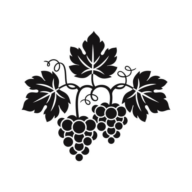 Grape vine and bunch grapes. Grapes decorative pattern for wine design concept, bar menu, juice drinks, fruit juices, healthy vegan food, viticulture, wine or juice label, grape seed oil on white background. Vector illustration. wine and oenology graphic stock illustrations