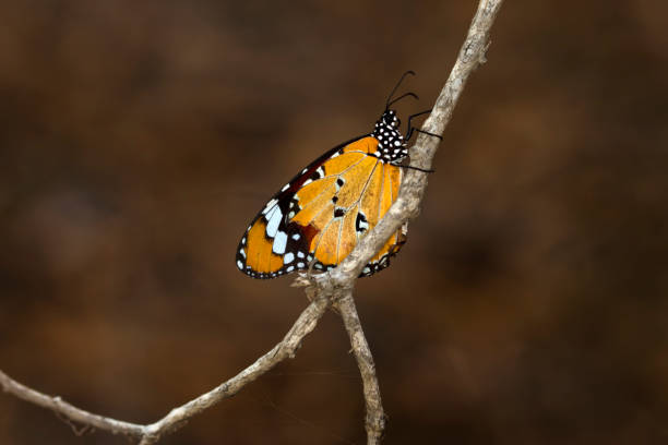 istock Macro shots, beautiful butterfly 1269667560