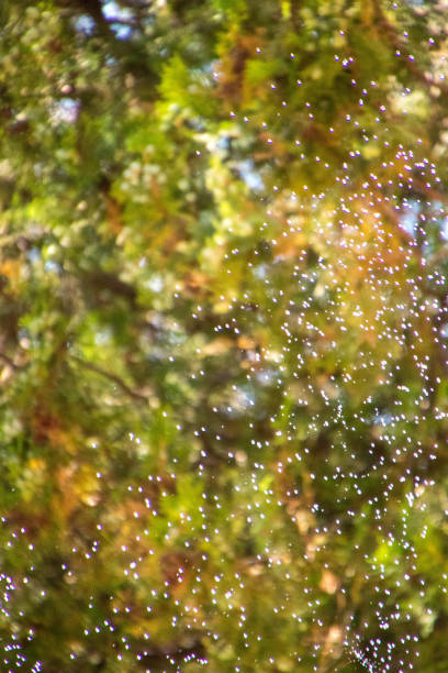 istock Garden Water Sprinkler 1269667989