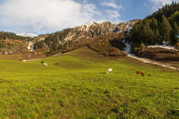 istock Horses grazing in Himalayas mountains 1269668067