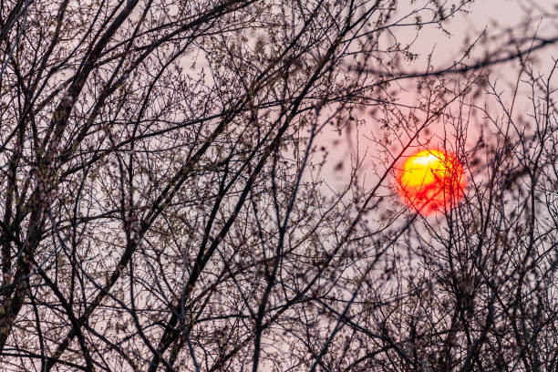 istock Dramatic sunset, red sky and black branches silhouettes 1269670531