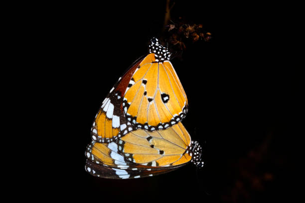 istock Macro shots, beautiful butterfly 1269670589