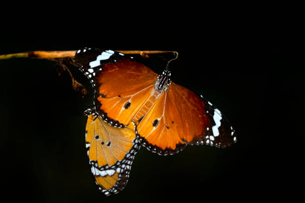 istock Macro shots, beautiful butterfly 1269671578
