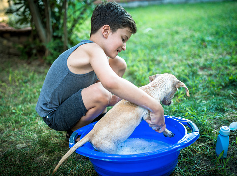 Little boy playing with his dog outdoors