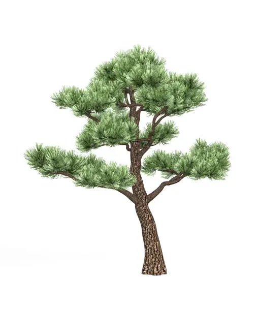 Photo of Bonsai pine
