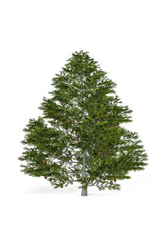 Grand fir isolated on white background - 3d render