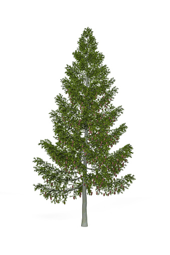 Grand fir isolated on white background - 3d render