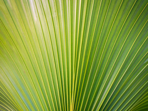 istock Striped of Pattern Fountain Palm Leaf 1269673336