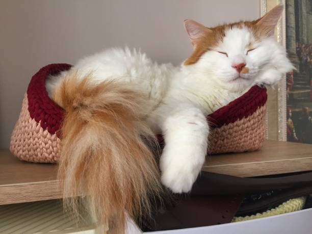 istock A basket  of the cat 1269673413