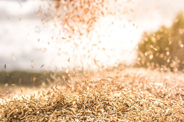 Oat grains falling into tractor trailer after harvest on farm field. Rural landscape and agriculture industry Clsoe up of oat grains. Agricultural summer background in golden sunshine oat crop stock pictures, royalty-free photos & images