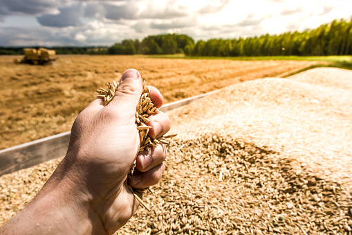 Cropped view of hand holding grains against rural landscape. Tractor trailer full of ripe golden oat whole grains after harvest on field