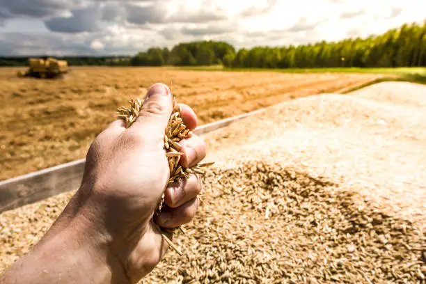 Photo of Farmer hand holding grains. Tractor trailer full of ripe golden oat whole grains with rural landscape in the background