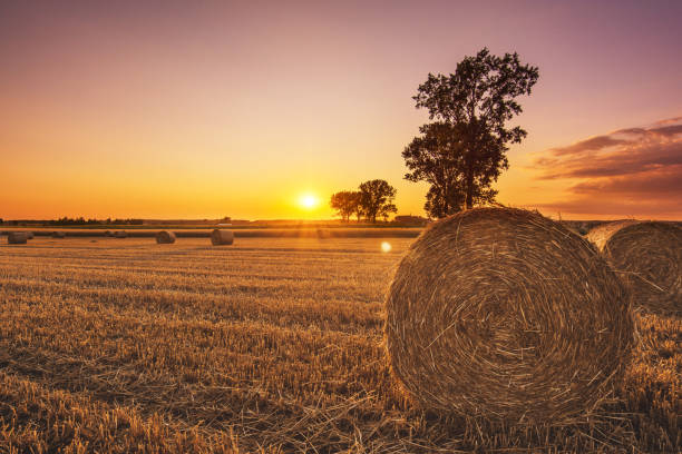 hay bales on harvested farm field. big straw bale on stubble. summer agriculture landscape - poland rural scene scenics pasture imagens e fotografias de stock