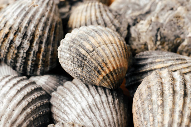 istock Gray and brown seashells close-up 1269675816
