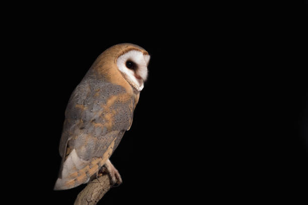 istock Night portrait of Barn owl (Tyto alba) 1269676858