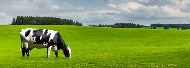 istock Black and white piebald cow on green meadow 1269676975