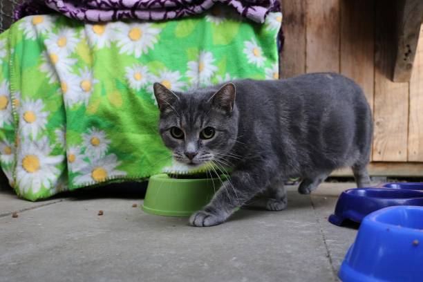 istock Selective focus closeup shot of a gray cat walking while crouching 1269677021