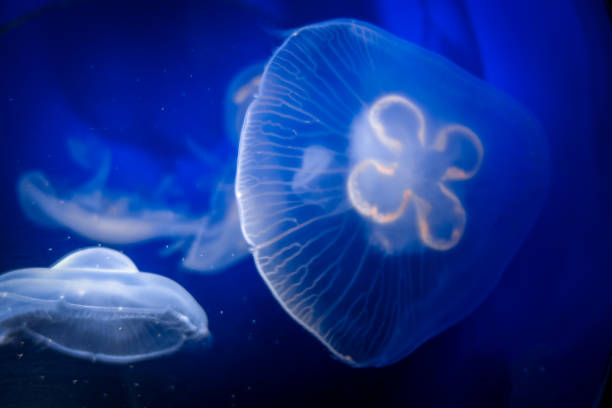 istock Common jellyfish underwater close-up view 1269677686
