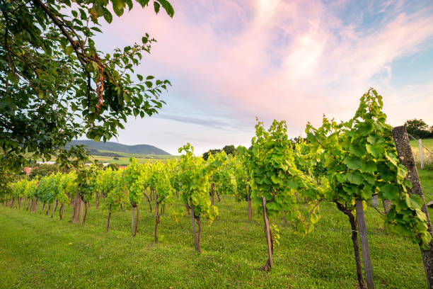 Grape trees in a vineyard under a colorful sky