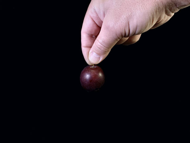 istock Blue plum in hand on a black background. A man is holding a ripe plum. 1269679213