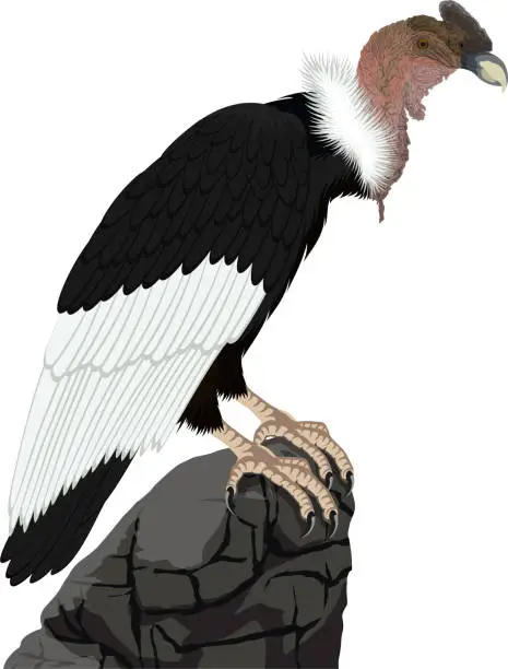 Vector illustration of vector Andean condor sitting on rock