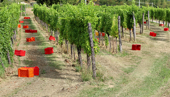 Empty red plastic crates under the vineyards waiting for the grape harvesters to come. Copy space.