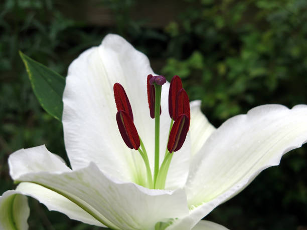 istock Stamen and pistil of while Lily 1269682379