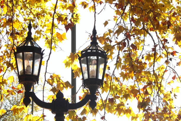 lighting lamp in public park, with two black iron lanterns with glass sides, format and old design, surrounded by branches of trees with yellowish leaves dried by autumn, with clear sky in the background