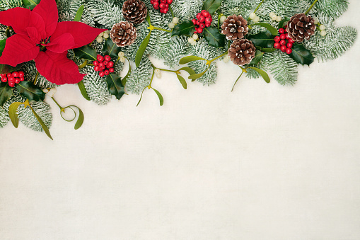 Poinsettia flower border with holly, snow covered spruce fir, mistletoe & pine cones on old parchment paper background. Festive background for Thanksgiving & Christmas. Flat lay, top view, copy space.