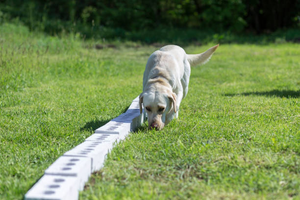 istock White Labrador Retriever searches for hidden object 1269684943