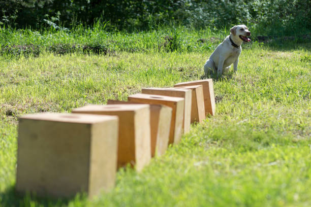 istock White Labrador Retriever waiting for command to search for hidden object 1269684951