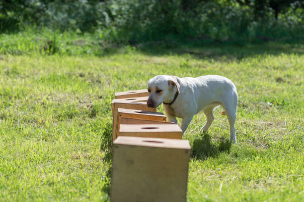 istock White Labrador Retriever searches for hidden object 1269684959