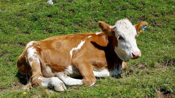 istock Cow, cattle in the high mountains 1269685303