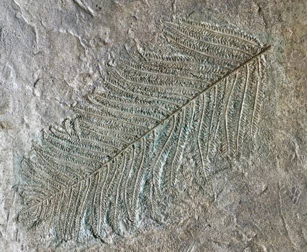 istock A Fern Leaf Imprinted in Decorative Concrete. 1269686014