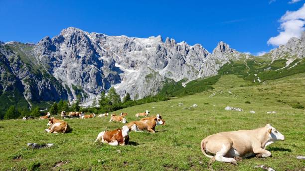 istock Cow, cattle in the high mountains 1269686025