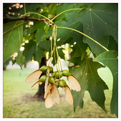 Maple seed pods helicopters