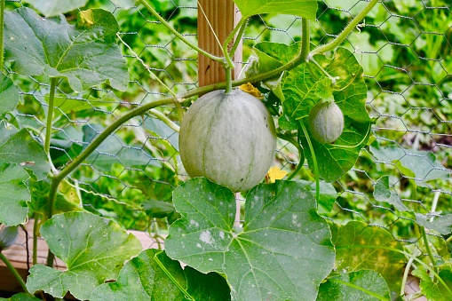 A close-up of cantaloupe or musk melon ripening in the garden.