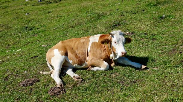 istock Cow, cattle in the high mountains 1269686077